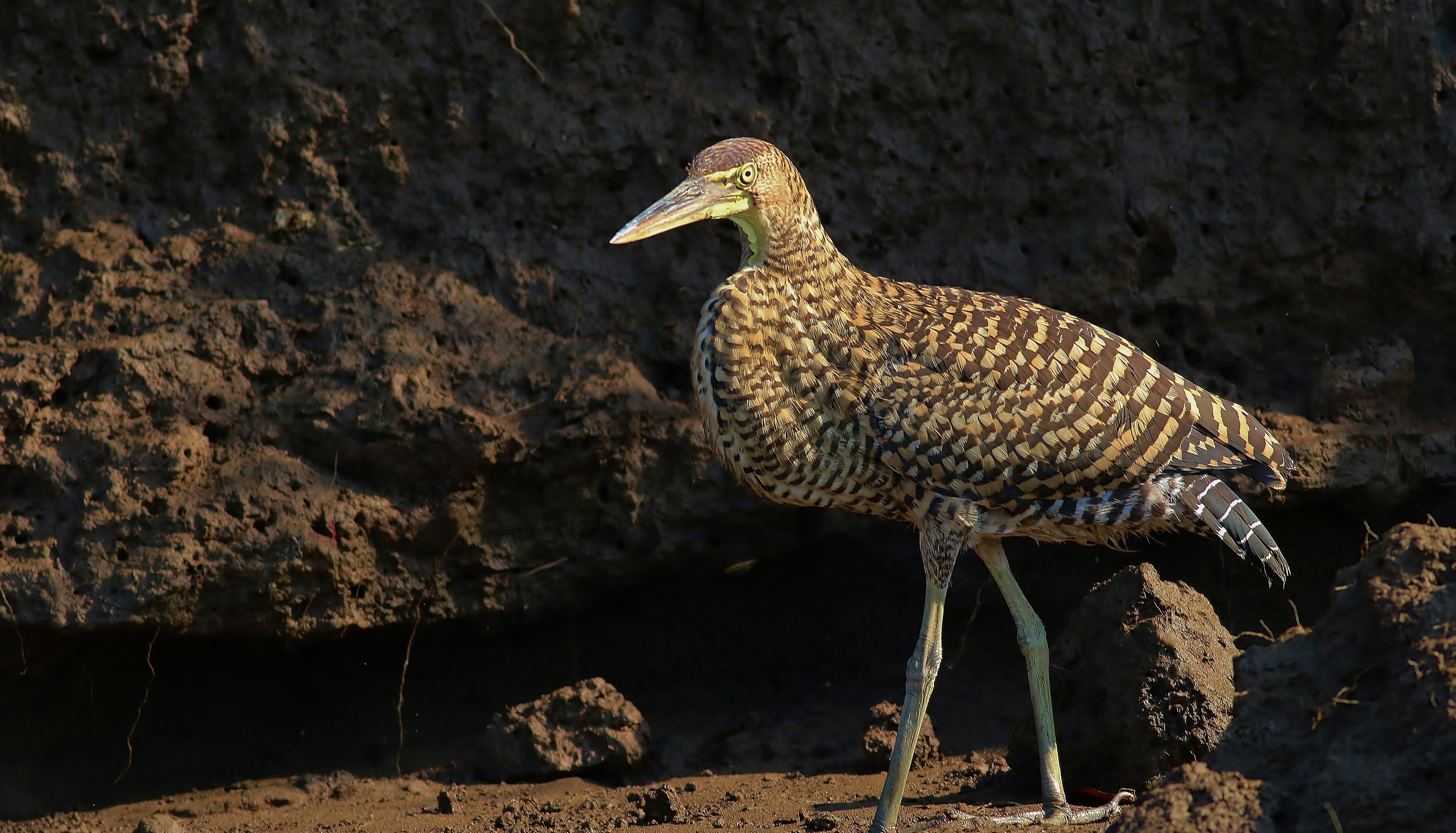 Bare-throated Tiger-Heron